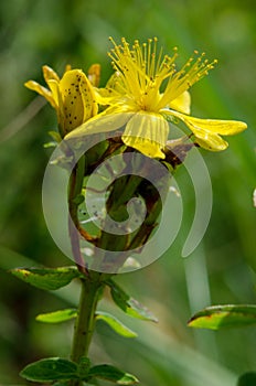 Hypericum maculatum - spotted St. Johnswort