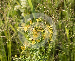 Hypericum is a medicinal plant