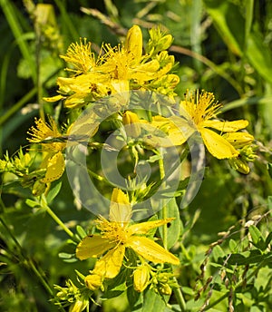 Hypericum is a medicinal plant