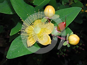 Hypericum patulum flowerhead close up