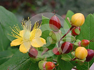 Hypericum patulum flowerhead close up
