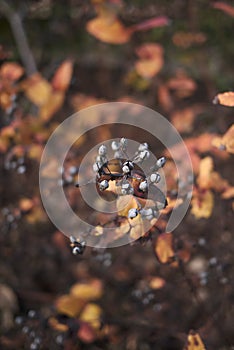 Hypericum patulum fruit