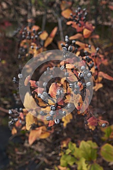 Hypericum patulum fruit