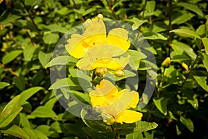 Hypericum patulum Hidcote