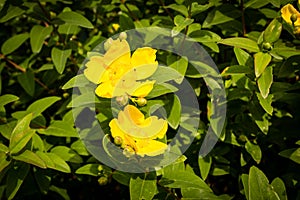 Hypericum patulum Hidcote