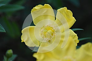 Hypericum patulum shrub in bloom photo