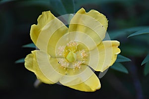 Hypericum patulum photo