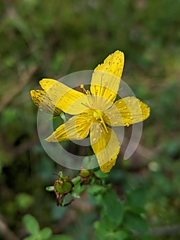 Hypericum perforatum