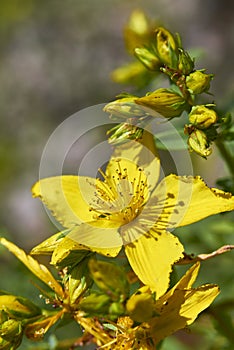 Hypericum perforatum in bloom