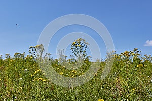 Hypericum perforatum in bloom