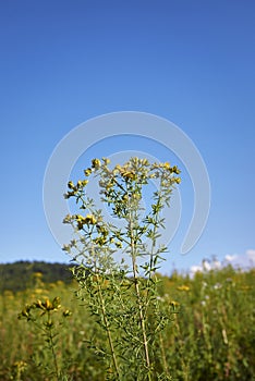 Hypericum perforatum in bloom