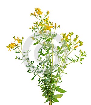 Hypericum perforatum bush with yellow flowers, isolated on white background. St. John's wort. Herbal medicine