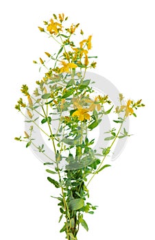 Hypericum perforatum bush with yellow flowers, isolated on white background. St. John's wort. Herbal medicine