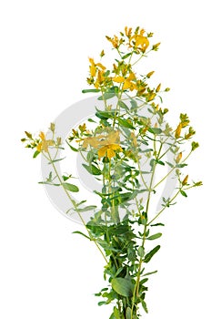 Hypericum perforatum bush with yellow flowers, isolated on white background. St. John's wort. Herbal medicine