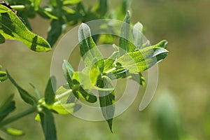 Hypericum perforatum, Clusiaceae