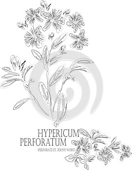 Hypericum perforatum contour vector illustration