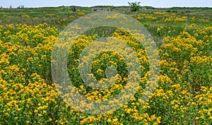 Hypericum perforatum - extensive thickets of medicinal plants on the island of Berezan, Ukraine