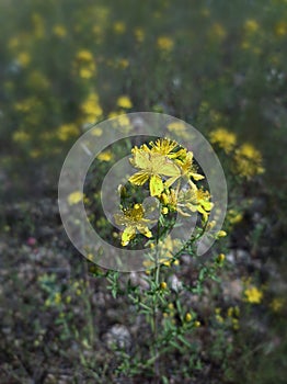 Hypericum perforatum photo