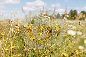 Hypericum perforatum,a perennial rhizomatous herb photo