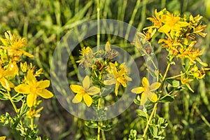 Hypericum perforatum, perforate St John's-wort, common Saint John's wort, St John's wort.