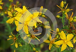 Hypericum perforatum plant