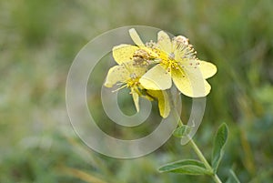 Hypericum perforatum in the Pyrenean summer.