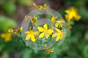 Hypericum perforatum, St John\'s wort flowers closeup selective focus