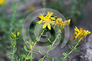 Hypericum perforatum, St John\'s wort flowers closeup selective focus