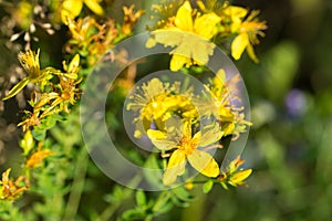 Hypericum perforatum, St. John\'s wort yellow flowers closeup selective focus