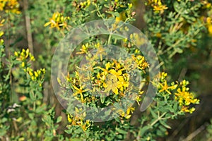 Hypericum perforatum,  St. John`s wort yellow flowers closeup selective focus