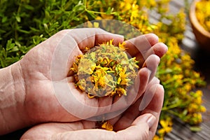 Hypericum perforatum or St Johns wort flowers in hand