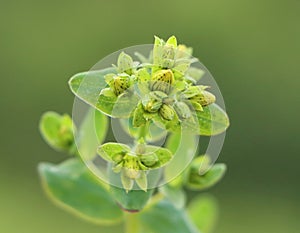 Hypericum perforatum (St Johns wort)