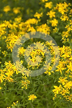 Hypericum perforatum