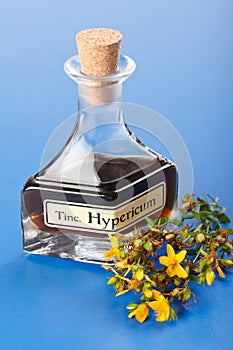 Hypericum plant and extract photo