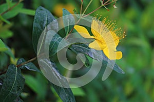 Hypericum, a plant of the genus Hypericum in the family Cucurbitaceae