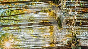 hyperlapse vertical Forest Trees Woods Standing In Flood Water After Autumn Rains. Beautiful autumn landscape TimeLapse