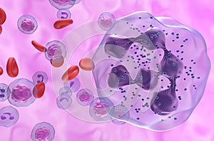 Hypersegmented neutrophil in WHIM Syndrome - Closeup view 3d illustration photo