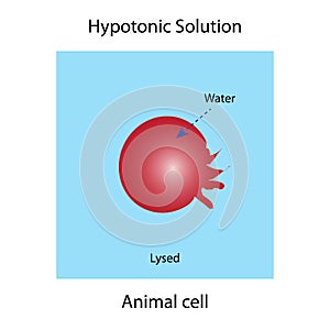 Hypertonic solution