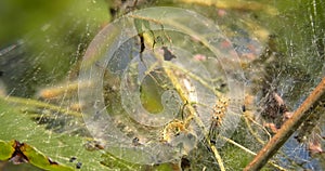 `Hyphantria cunea` American caterpillar in the nest with silk cloth and small larvae