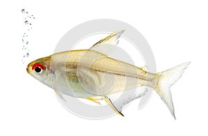 Hyphessobrycon bentosi fish photo