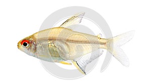 Hyphessobrycon bentosi fish