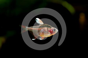 Hyphessobrycon bentosi, Rosy tetra aquarium fish on the natural background isolated underwater