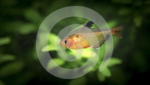 Hyphessobrycon eques. Tropische Fische schwimmen im Aquarium