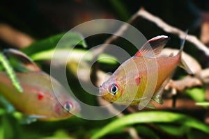 Hyphessobrycon socolofi, bleeding heart tetra, wild freshwater fish from Barcelos, Rio Negro, competing males in natural biotope