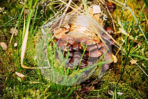 Hypholoma capnoides In Autumn Forest In Belarus. Hypholoma capnoides is an edible mushroom in the family Strophariaceae