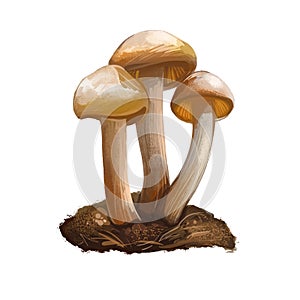 Hypholoma capnoides edible mushroom in the family Strophariaceae. Agaricomycetes isolated on white. Digital art illustration,