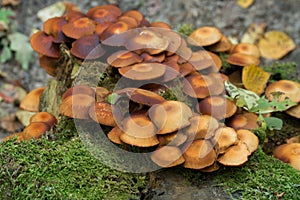 Hypholoma fasciculare,  sulphur tuft fungus on tree stump closeup