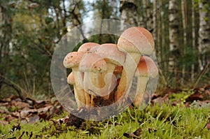 Hypholoma lateritium