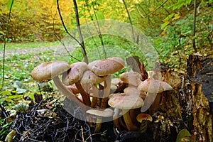 Hypholoma sublateritium mushroom
