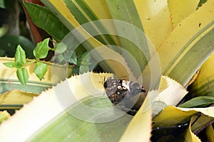 Hypna clytemnestra - a butterfly genus of the family Nymphalidae is sitting on a aloe bush